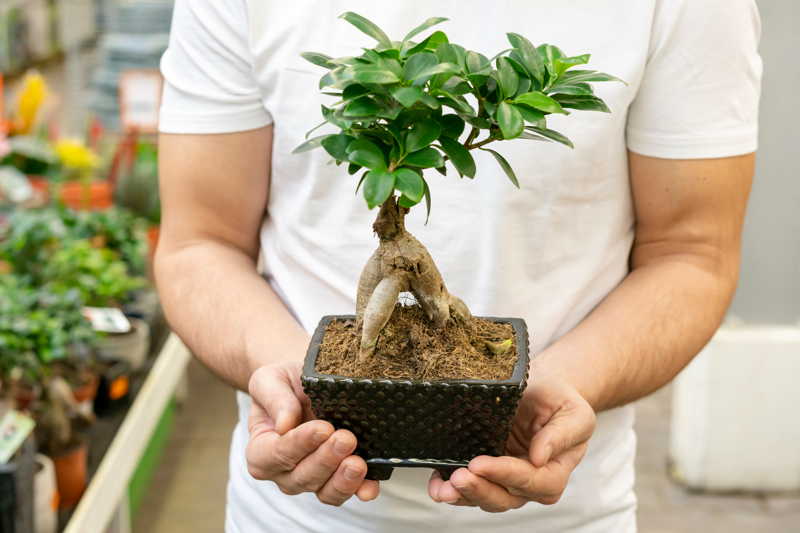 B&aacute;n c&acirc;y cảnh mini l&agrave; m&ocirc; h&igrave;nh dễ triển khai tại nh&agrave;, tận dụng xu hướng sống xanh nhưng cần chăm s&oacute;c tốt để tr&aacute;nh hao hụt (Nguồn: Internet)
